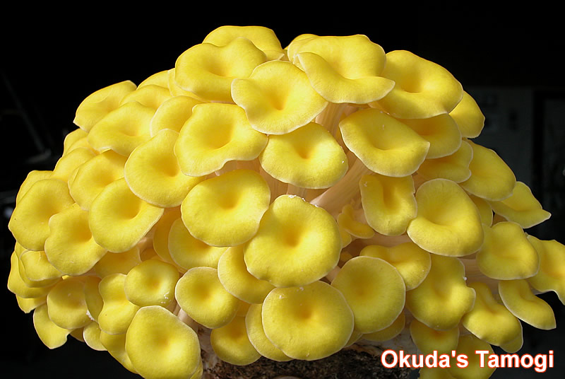 Tamogi mushroom